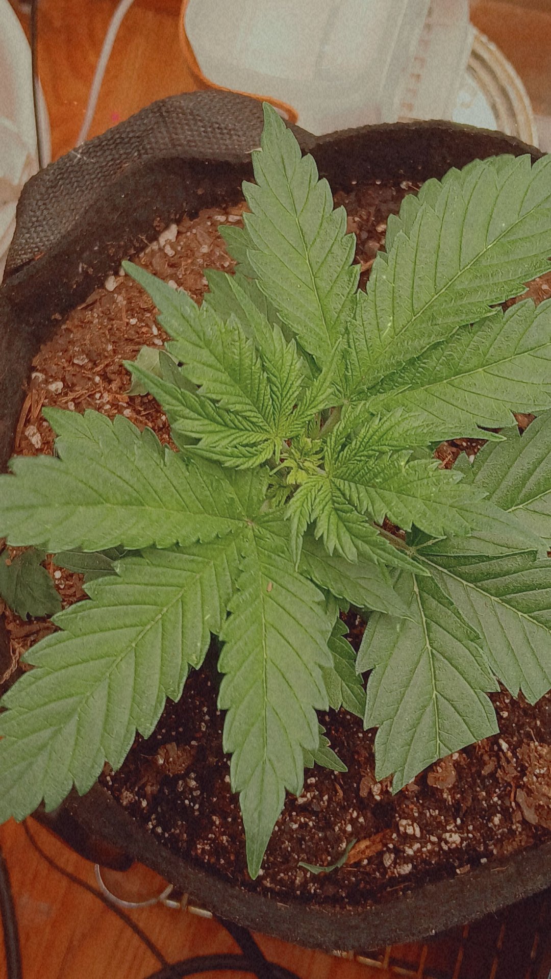 My First Grow