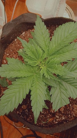 My First Grow