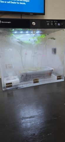 My First Grow — vegetative, day 1