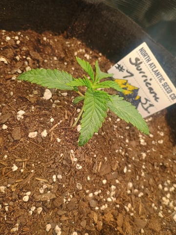 lil Slurry, first grow — seedling_rooting, day 10