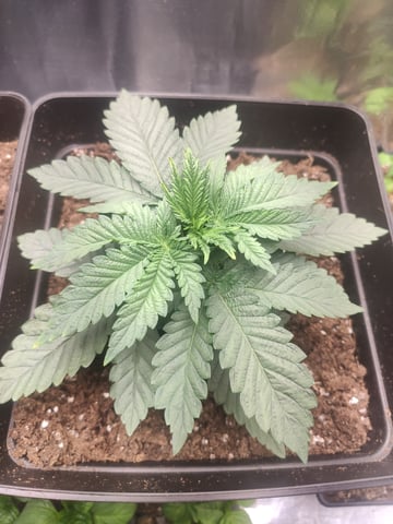 go fast — vegetative, day 14