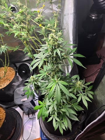 Purple Haze  — harvest, day 88