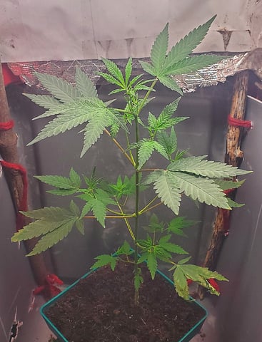 Plant 10A — flower, day 61