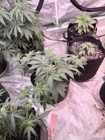 4’x8’ Grow1 — vegetative, day 55
