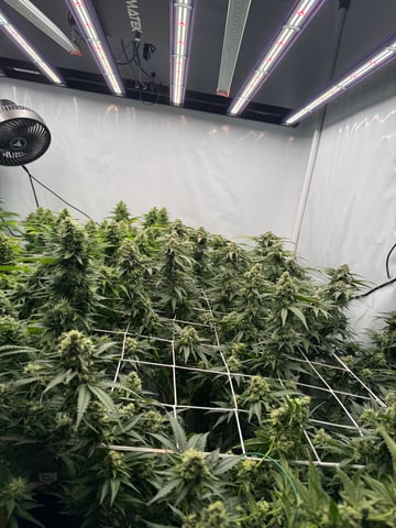 Permanent Marker, Gary Payton — flower, day 41