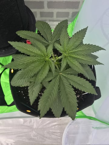 Garlic Gas - Fem Photo — vegetative, day 27