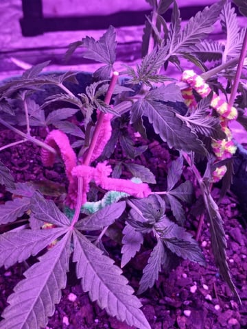 First autos  — vegetative, day 30