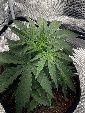 Indoor — vegetative, day 26