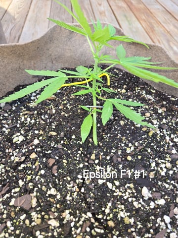 Outdoor Auto's (First Set) — vegetative, day 6