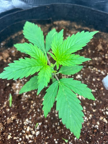 sticking to basics second grow — vegetative, day 9
