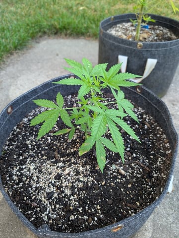 Gorilla Cookies Auto — vegetative, day 26