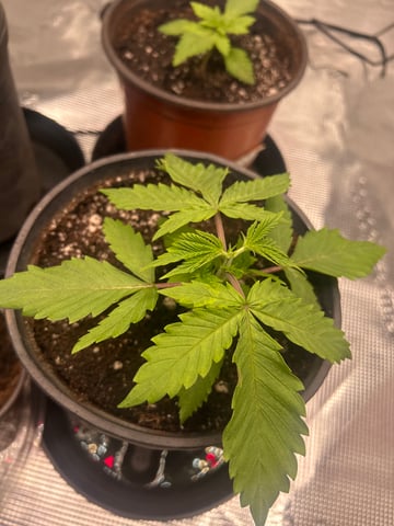 2025-26 harvest INDOOR — vegetative, day 49