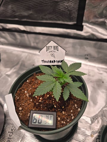 Dirty Bird - Thousand Island Fem & Platinum Kush Breath Remix x Grape Cakehead Fem Photo  — vegetative, day 12
