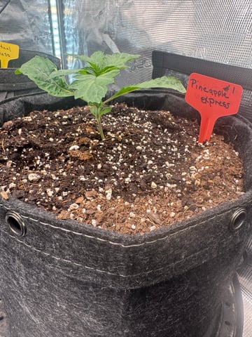  pineapple express — vegetative, day 4