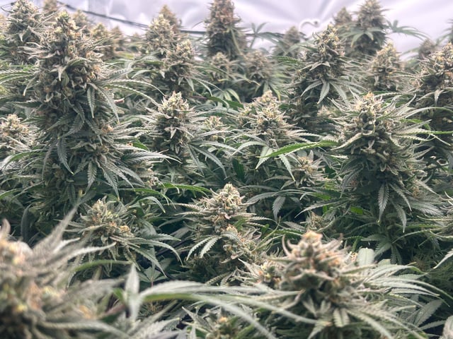 zunami s1 grounded genetics  — flower, day 87