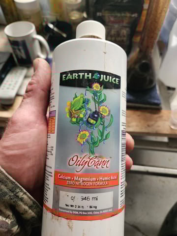 BLACKCHERRY SHERB — flower, day 31