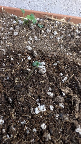 Quick Auto Summer Grow — seedling_rooting, day 1
