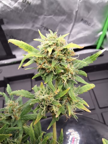 BABY SISTER — flower, day 87