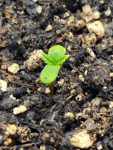 Gorilla Melon — seedling_rooting, day 4