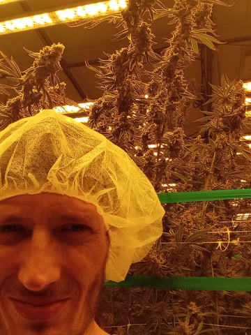 critical purple kush x peyote wifi  in the auto pot system tray 2 grow with added microhazian to the coco coir  — vegetative, day 42