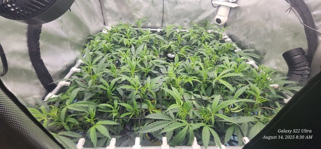 Found my Females... Game On! — flower, day 135