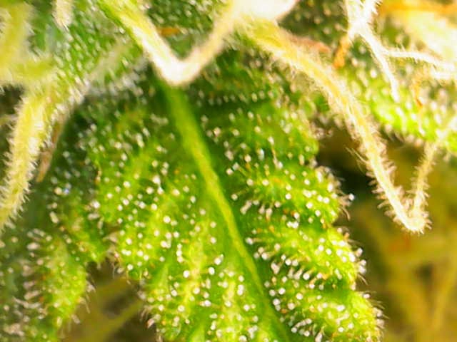 Pine (Auto) 2025 - 0 — flower, day 71