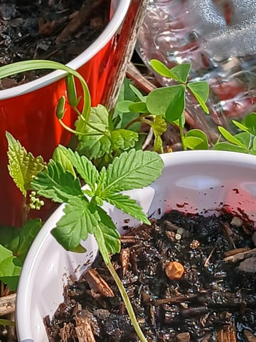 Gas#1? — seedling_rooting, day 2