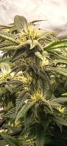 first grow — flower, day 88