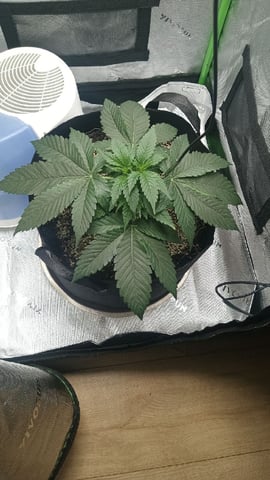 Critical Purple Kush — vegetative, day 44