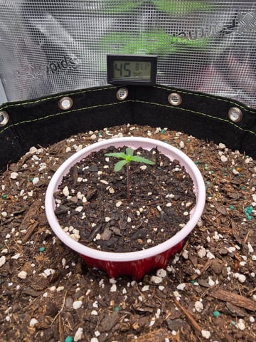 blue dream auto — seedling_rooting, day 9