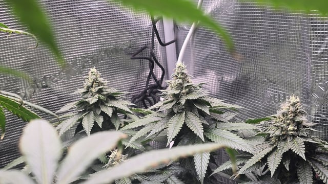 Purple Nasty By Ethos Seeds