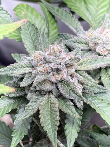 CANDYLAND — flower, day 154