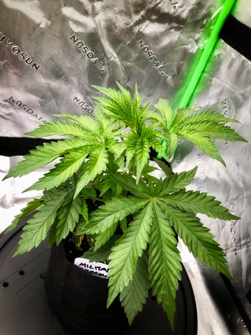 My First Home Grow  — vegetative, day 31