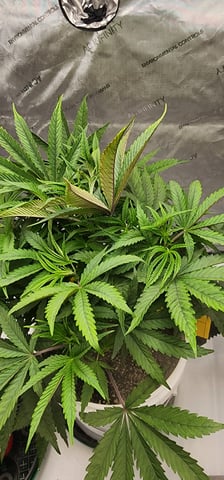 1st grow Dr. Nefario — vegetative, day 40