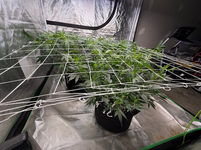 Green Gelato — flower, day 56