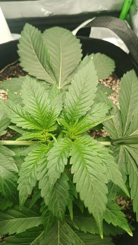 Critical Purple Kush — vegetative, day 44