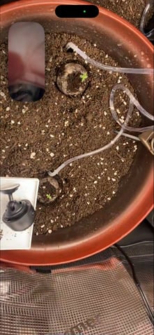 Bruce Banner (Auto) — germination, day 1