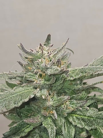 Mango Runtz — flower, day 81