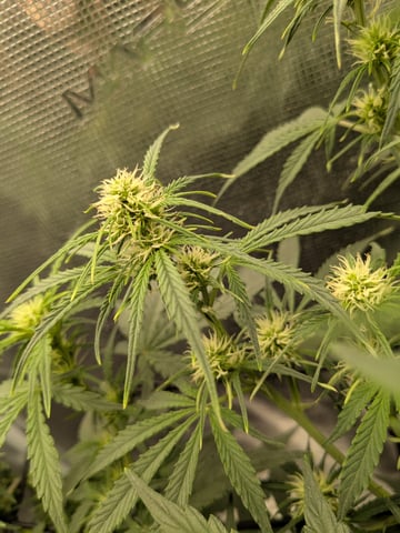 first grow — flower, day 35