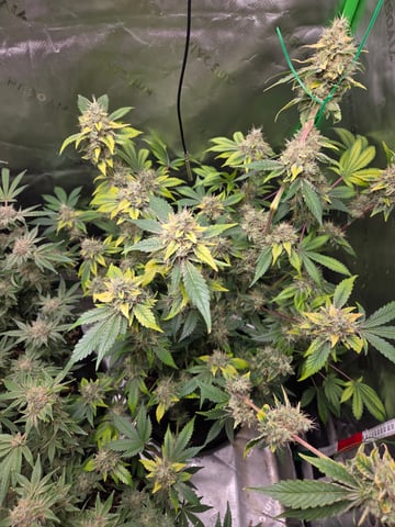 Special Queen 1 Fem+ Watermelon Auto — flower, day 117