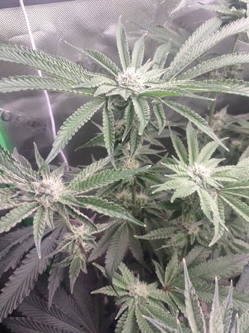 Mainely Genetics Micro Pheno Hunt — flower, day 68