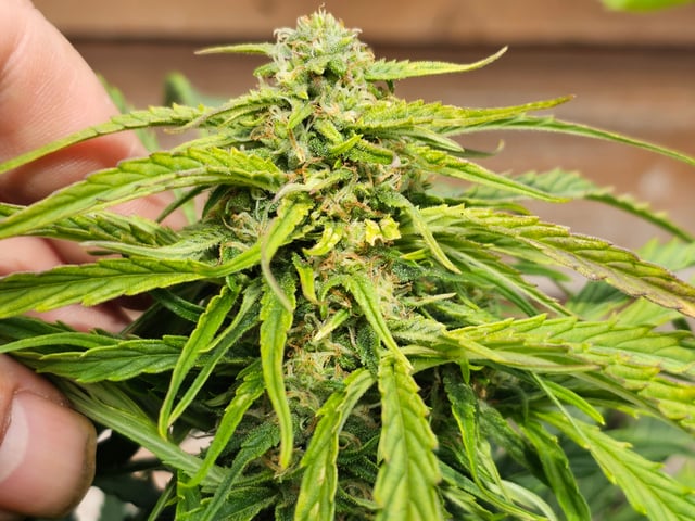 Cheshablue  — flower, day 27