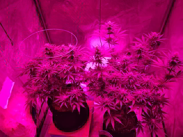 BLACKCHERRY SHERB — flower, day 52