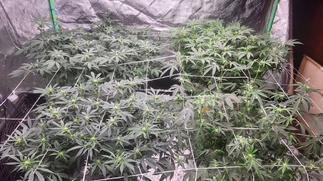 1st grow indoors(cardboard box to 2x2x4 to 5x5x6) — flower, day 98