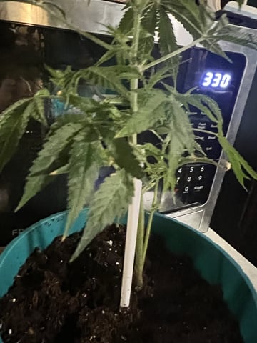 White Widow Auto — flower, day 44