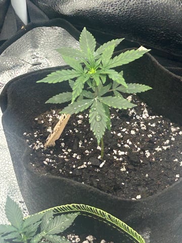 Beginner — vegetative, day 1