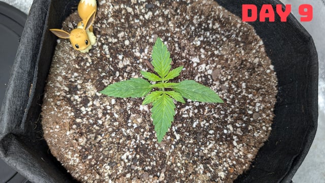 Strawberry Cheesecake Seedsman Seeds Autoflowers x2 — seedling_rooting, day 12