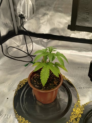 Photo Time📸🕞 — vegetative, day 26
