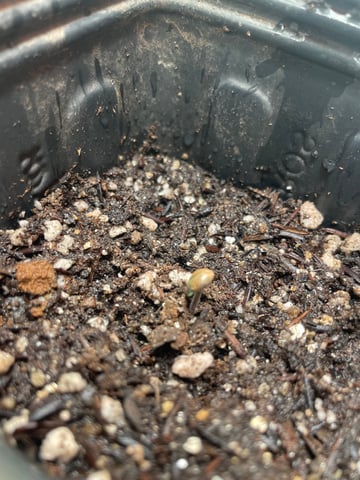 Blueberry — germination, day 2