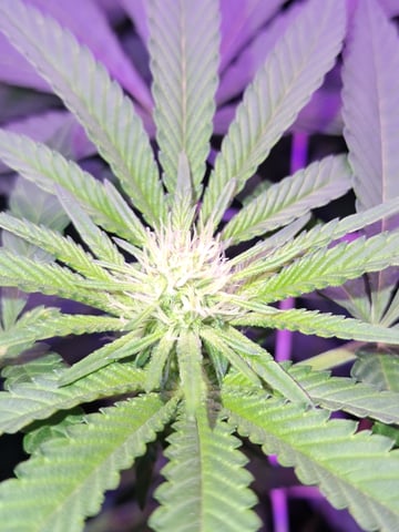 II — flower, day 52